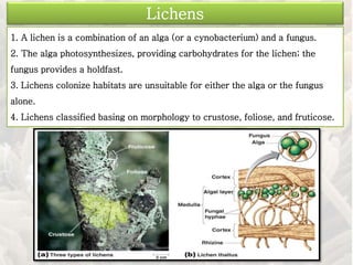 1. A lichen is a combination of an alga (or a cynobacterium) and a fungus.
2. The alga photosynthesizes, providing carbohydrates for the lichen; the
fungus provides a holdfast.
3. Lichens colonize habitats are unsuitable for either the alga or the fungus
alone.
4. Lichens classified basing on morphology to crustose, foliose, and fruticose.
Lichens
 