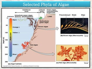 Selected Phyla of Algae
 