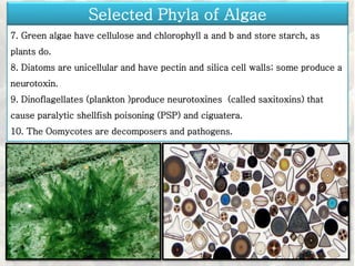 7. Green algae have cellulose and chlorophyll a and b and store starch, as
plants do.
8. Diatoms are unicellular and have pectin and silica cell walls; some produce a
neurotoxin.
9. Dinoflagellates (plankton )produce neurotoxines (called saxitoxins) that
cause paralytic shellfish poisoning (PSP) and ciguatera.
10. The Oomycotes are decomposers and pathogens.
Selected Phyla of Algae
 