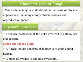 -Multicellular fungi are identified on the basis of physical
appearance, including colony characteristics and
reproductive spores.
Characteristics of Fungi
Vegetative Structures
- They are composed of the cells involved in catabolism
and growth.
Molds and Fleshy Fungi
- A fungal thallus consists of filaments of cells called
hyphae.
- A mass of hyphae is called a mycelium.
 