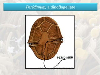 Peridinium, a dinoflagellate
 