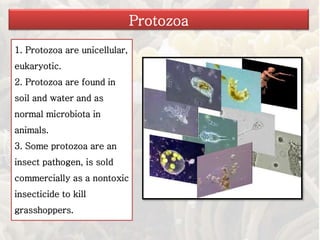 1. Protozoa are unicellular,
eukaryotic.
2. Protozoa are found in
soil and water and as
normal microbiota in
animals.
3. Some protozoa are an
insect pathogen, is sold
commercially as a nontoxic
insecticide to kill
grasshoppers.
Protozoa
 