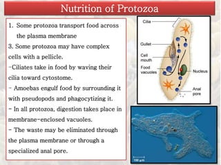 1. Some protozoa transport food across
the plasma membrane
3. Some protozoa may have complex
cells with a pellicle.
-Ciliates take in food by waving their
cilia toward cytostome.
- Amoebas engulf food by surrounding it
with pseudopods and phagocytizing it.
- In all protozoa, digestion takes place in
membrane-enclosed vacuoles.
- The waste may be eliminated through
the plasma membrane or through a
specialized anal pore.
Nutrition of Protozoa
 