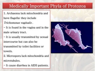 1. Archaezoa lack mitochondria and
have flagella; they include
Trichomonas vaginalis .
- It is found in the vagina and in the
male urinary tract.
- It is usually transmitted by sexual
intercourse but can also be
transmitted by toilet facilities or
towels.
2. Microspora lack mitochondria and
microtubules.
- It cause diarrhea in AIDS patients.
Medically Important Phyla of Protozoa
 