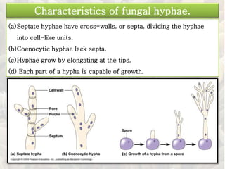 (a)Septate hyphae have cross-walls. or septa. dividing the hyphae
into cell-like units.
(b)Coenocytic hyphae lack septa.
(c)Hyphae grow by elongating at the tips.
(d) Each part of a hypha is capable of growth.
Characteristics of fungal hyphae.
 