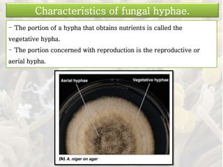 - The portion of a hypha that obtains nutrients is called the
vegetative hypha.
- The portion concerned with reproduction is the reproductive or
aerial hypha.
Characteristics of fungal hyphae.
 