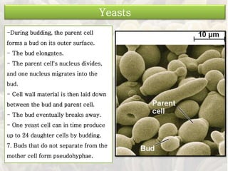 -During budding, the parent cell
forms a bud on its outer surface.
- The bud elongates.
- The parent cell's nucleus divides,
and one nucleus migrates into the
bud.
- Cell wall material is then laid down
between the bud and parent cell.
- The bud eventually breaks away.
- One yeast cell can in time produce
up to 24 daughter cells by budding.
7. Buds that do not separate from the
mother cell form pseudohyphae.
Yeasts
 