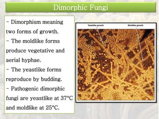 Presentation 7 | PPT