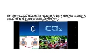 ശ്യാസനപ്പപ്കിെകെി മനുഷയനും മറ്റു ജന്തുജാലങ്ങളും
ഓക്സിജൻ ഉെയൊഗയപ്പെുത്തുന്നു.
 