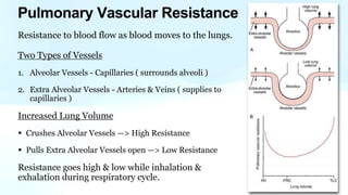 Resistance to blood flow as blood moves to the lungs.
Two Types of Vessels
1. Alveolar Vessels - Capillaries ( surrounds alveoli )
2. Extra Alveolar Vessels - Arteries & Veins ( supplies to
capillaries )
Increased Lung Volume
• Crushes Alveolar Vessels —> High Resistance
• Pulls Extra Alveolar Vessels open —> Low Resistance
Resistance goes high & low while inhalation &
exhalation during respiratory cycle.
Pulmonary Vascular Resistance
 