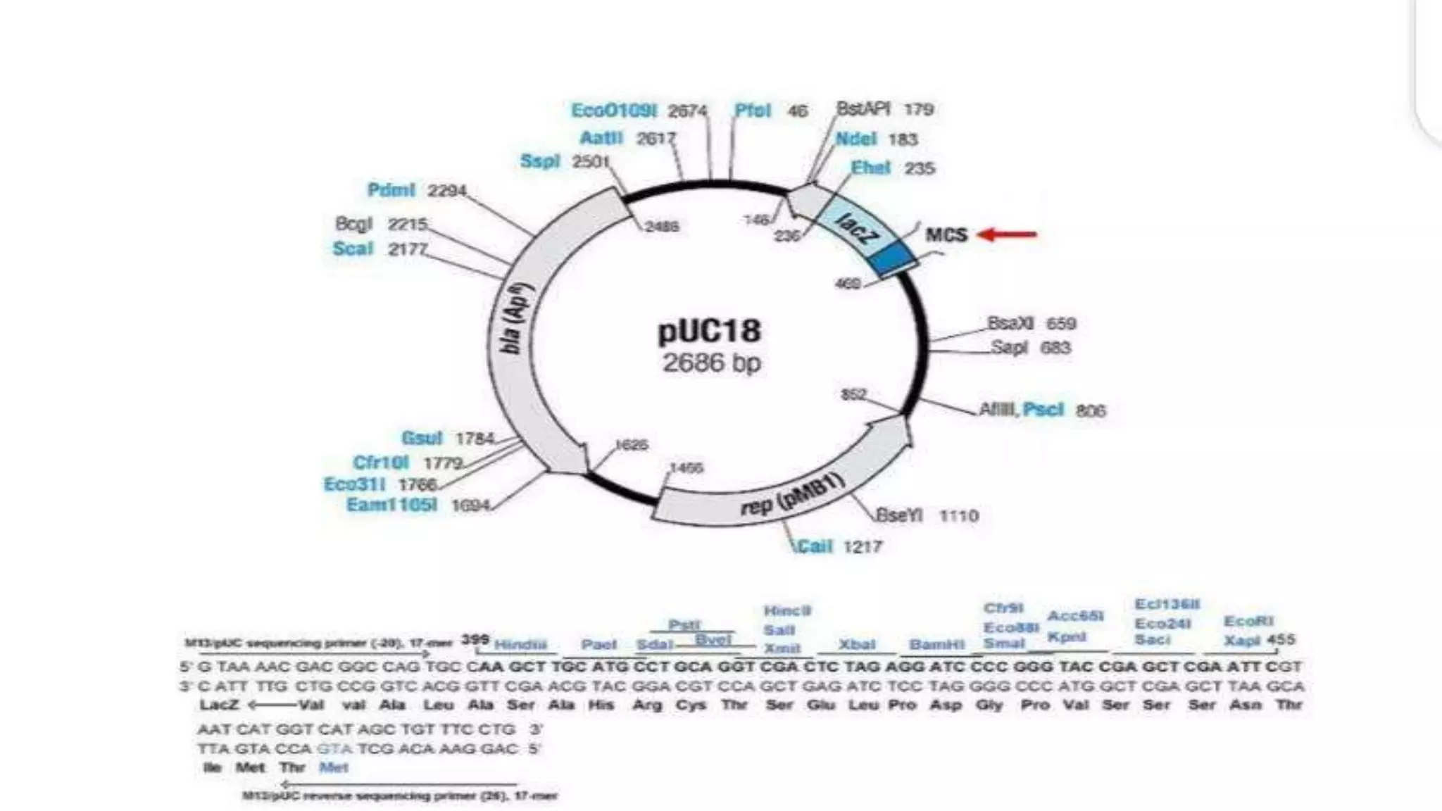 Recombinant DNA Technology by Fahad Iqbal