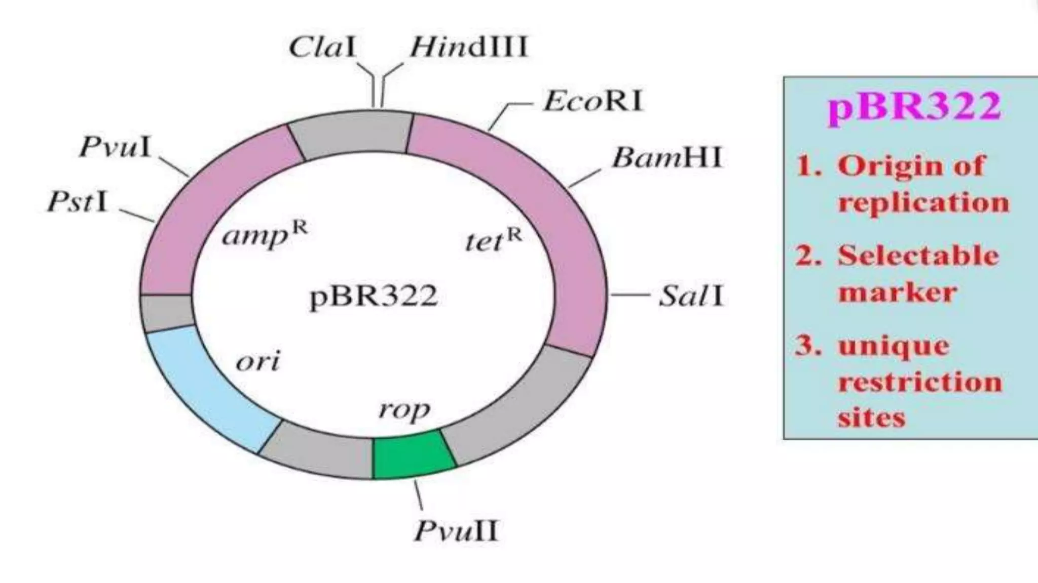 Recombinant DNA Technology by Fahad Iqbal