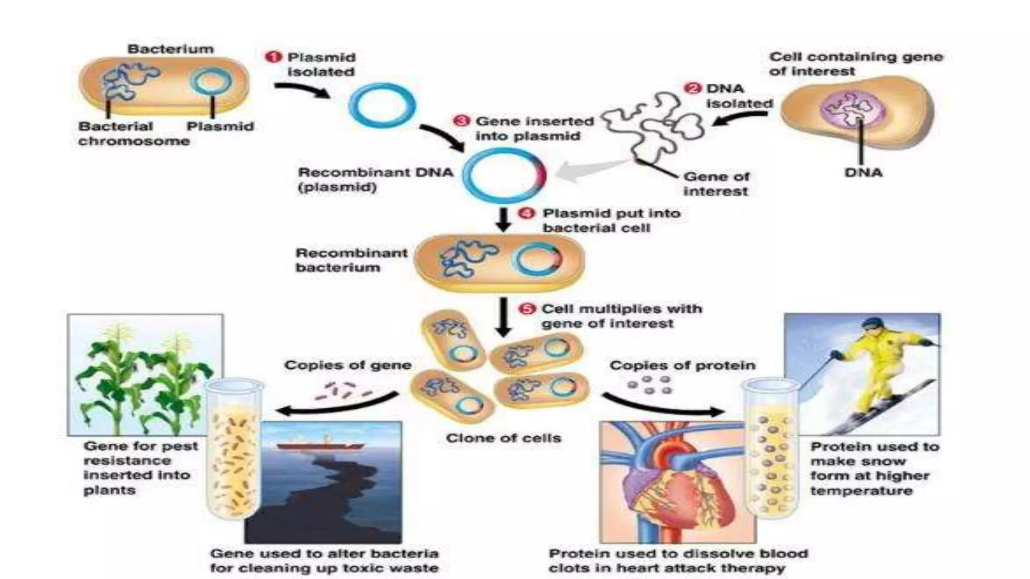 Recombinant DNA Technology by Fahad Iqbal
