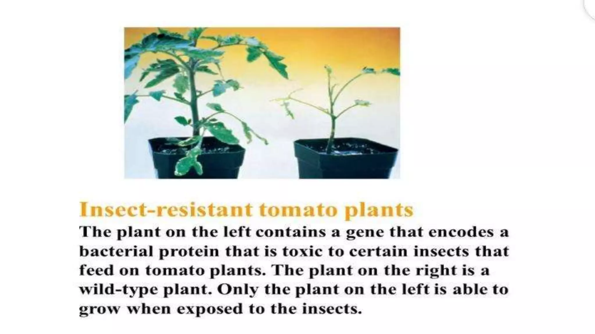 Recombinant DNA Technology by Fahad Iqbal