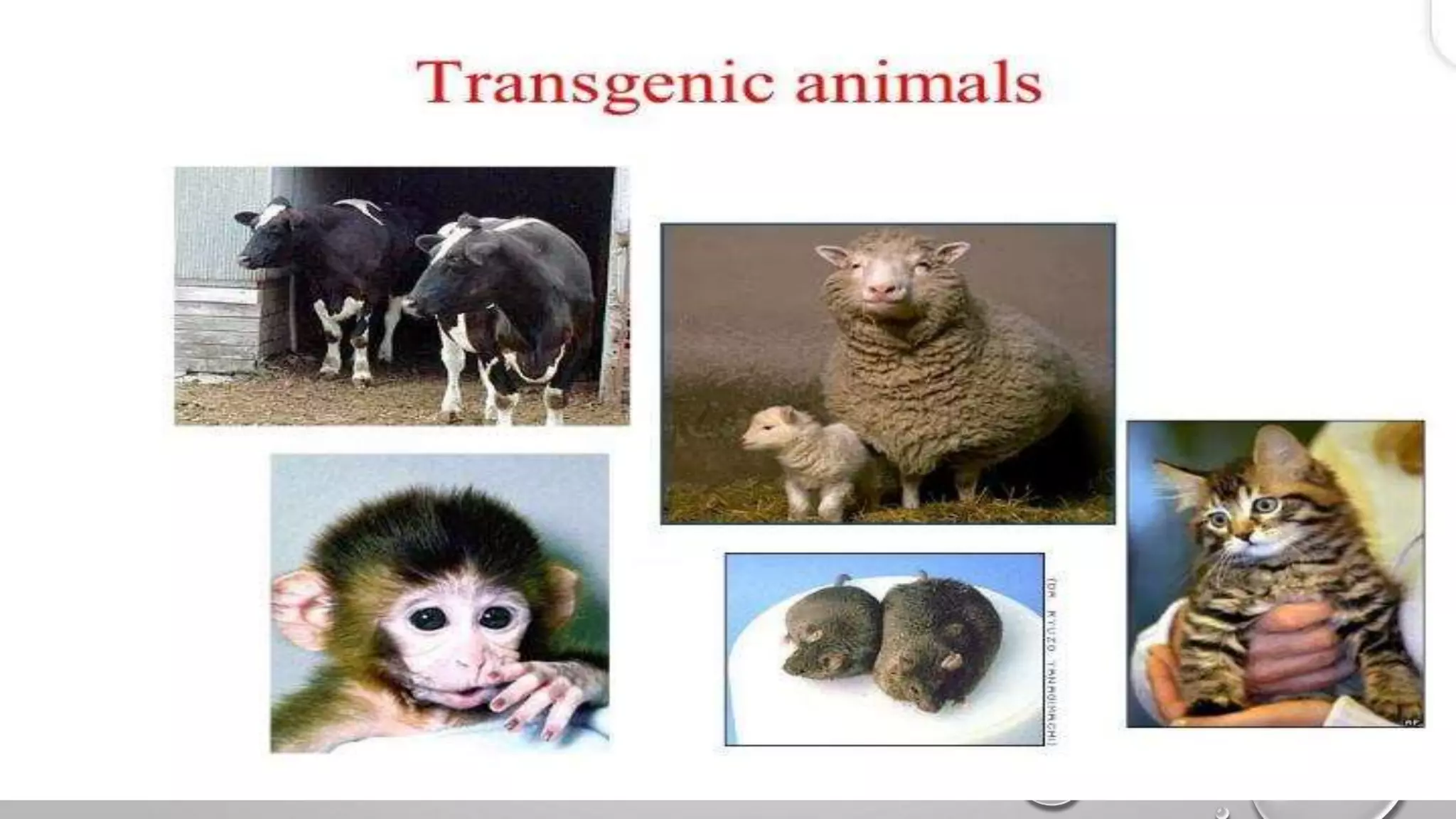 Recombinant DNA Technology by Fahad Iqbal