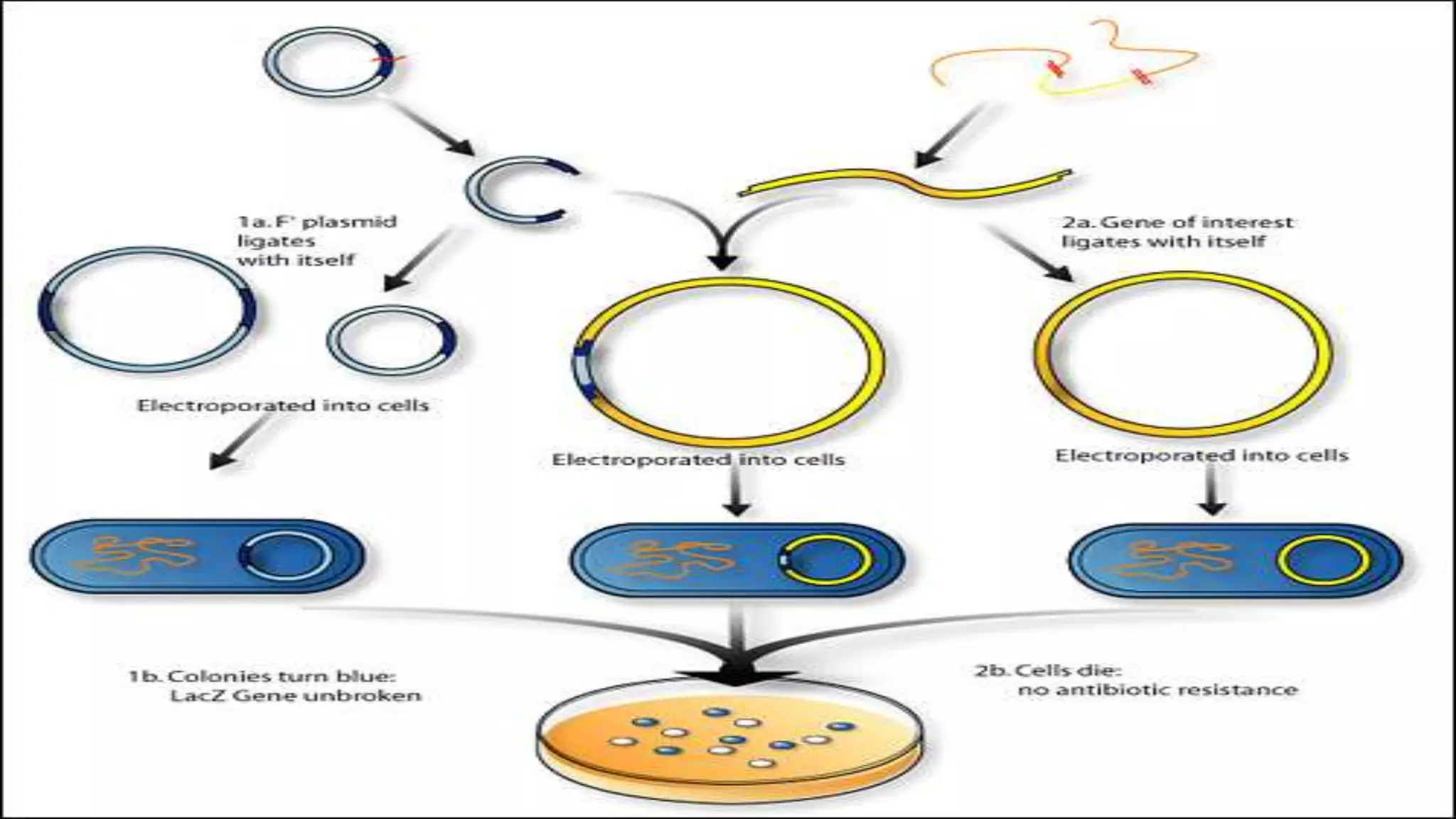 Recombinant DNA Technology by Fahad Iqbal