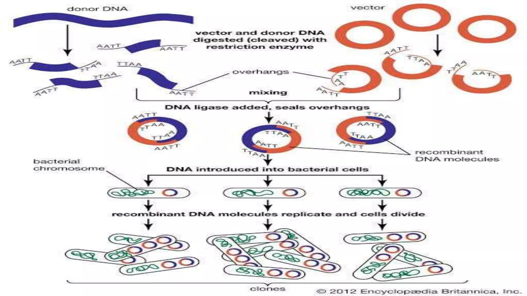Recombinant DNA Technology by Fahad Iqbal