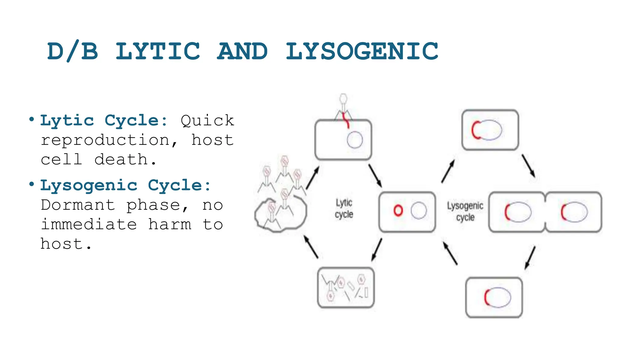 D/B LYTIC AND LYSOGENIC
• Lytic Cycle: Quick
reproduction, host
cell death.
• Lysogenic Cycle:
Dormant phase, no
immediate harm to
host.
 