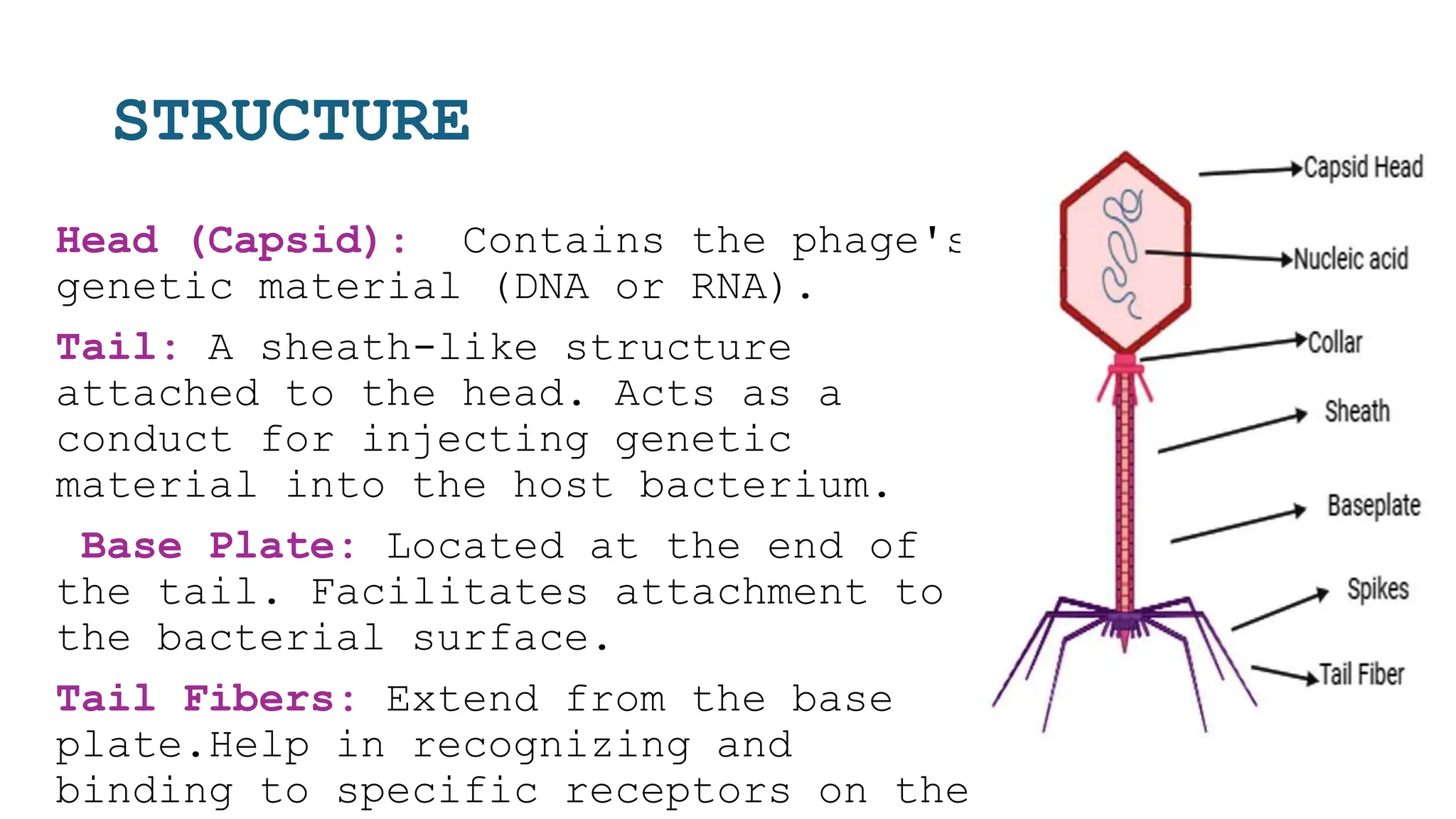 STRUCTURE
Head (Capsid): Contains the phage's
genetic material (DNA or RNA).
Tail: A sheath-like structure
attached to the head. Acts as a
conduct for injecting genetic
material into the host bacterium.
Base Plate: Located at the end of
the tail. Facilitates attachment to
the bacterial surface.
Tail Fibers: Extend from the base
plate.Help in recognizing and
binding to specific receptors on the
 