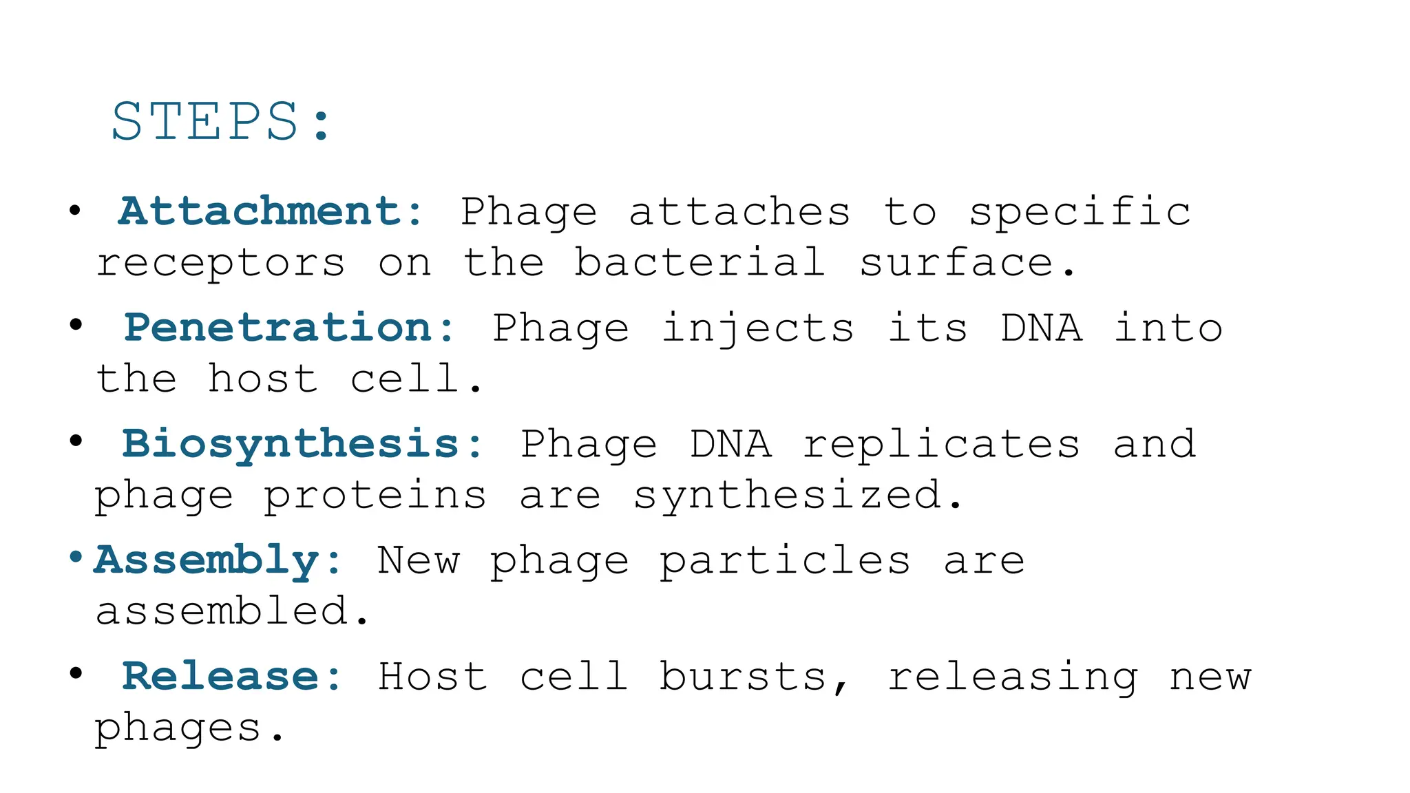 STEPS:
• Attachment: Phage attaches to specific
receptors on the bacterial surface.
• Penetration: Phage injects its DNA into
the host cell.
• Biosynthesis: Phage DNA replicates and
phage proteins are synthesized.
• Assembly: New phage particles are
assembled.
• Release: Host cell bursts, releasing new
phages.
 