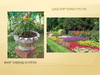 ЦЭЦГЭЭР ТОЛБО ҮҮСГЭХ

ВААР САВАНД СУУЛГАХ

 