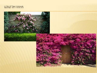 ЦЭЦГЭН ХАНА

 