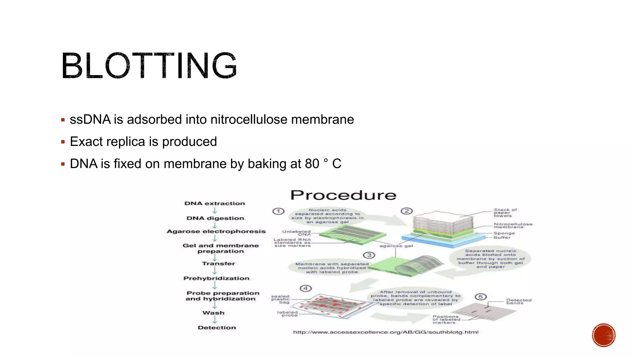  ssDNA is adsorbed into nitrocellulose membrane
 Exact replica is produced
 DNA is fixed on membrane by baking at 80 ° C
 