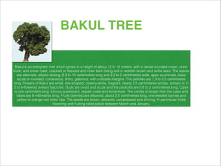 !
!
Bakul is an evergreen tree which grows to a height of about 12 to 15 meters, with a dense rounded crown, short
trunk, and brown bark, cracked or ﬁssured and inner bark being red or reddish-brown and white latex. The leaves
are alternate, elliptic-oblong, 6.3 to 10 centimetres long and 3.2 to 5 centimetres wide, apex acuminate, base
acute or rounded, coriaceous, shiny, glabrous, with undulate margins. The petioles are 1.3 to 2.5 centimetres
long. Flowers of Bakul are small, star-shaped, creamy-white, fragrant, nearly 2.5 centimetres across, solitary or in
2 to 6-ﬂowered axillary fascicles. Buds are ovoid and acute and the pedicels are 0.6 to 2 centimetres long. Calyx
is one centimetre long, fulvous-pubescent, sepals ovate and tomentose. The corolla is longer than the calyx and
lobes are 8 millimetres long. Fruits (berries) are ellipsoid, about 2.5 centimetres long, one-seeded berries and
yellow to orange-red when ripe. The seeds are brown, ellipsoid, compressed and shining. In peninsular India
ﬂowering and fruiting takes place between March and January. 
BAKUL TREE
 