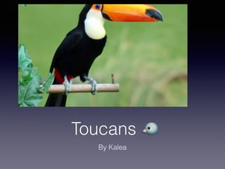 Toucans 🐦
By Kalea
 