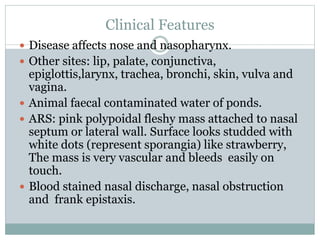 Clinical Features
 Disease affects nose and nasopharynx.
 Other sites: lip, palate, conjunctiva,
epiglottis,larynx, trachea, bronchi, skin, vulva and
vagina.
 Animal faecal contaminated water of ponds.
 ARS: pink polypoidal fleshy mass attached to nasal
septum or lateral wall. Surface looks studded with
white dots (represent sporangia) like strawberry,
The mass is very vascular and bleeds easily on
touch.
 Blood stained nasal discharge, nasal obstruction
and frank epistaxis.
 