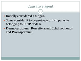 Causative agent
 Initially considered a fungus.
 Some consider it to be protozoa or fish parasite
belonging to DRIP clade ie
 Dermocystidium, Rossette agent, Ichthyophonus
and Psorospermum.
 