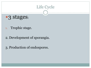 Life Cycle
3 stages:
1. Trophic stage.
2. Development of sporangia.
3. Production of endospores.
 