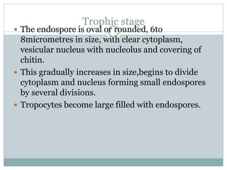 Trophic stage
 The endospore is oval or rounded, 6to
8micrometres in size, with clear cytoplasm,
vesicular nucleus with nucleolus and covering of
chitin.
 This gradually increases in size,begins to divide
cytoplasm and nucleus forming small endospores
by several divisions.
 Tropocytes become large filled with endospores.
 