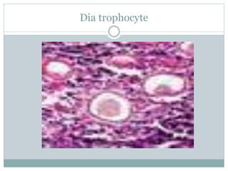 Dia trophocyte
 