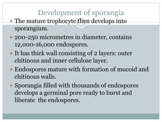Development of sporangia
 The mature trophocyte then develops into
sporangium.
 200-250 micrometres in diameter, contains
12,000-16,000 endospores.
 It has thick wall consisting of 2 layers: outer
chitinous and inner cellulose layer.
 Endospores mature with formation of mucoid and
chitinous walls.
 Sporangia filled with thousands of endospores
develops a germinal pore ready to burst and
liberate the endospores.
 