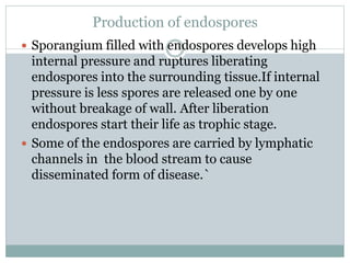 Production of endospores
 Sporangium filled with endospores develops high
internal pressure and ruptures liberating
endospores into the surrounding tissue.If internal
pressure is less spores are released one by one
without breakage of wall. After liberation
endospores start their life as trophic stage.
 Some of the endospores are carried by lymphatic
channels in the blood stream to cause
disseminated form of disease.`
 