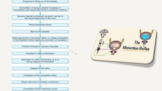 Micturition aaaaaaaaaaaaaaaaaaaaaaaaaaaaaaaaaaaaaaaaaa | PPTX