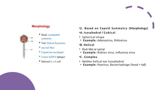 Complex Rabies Capsid Presentation 8 (2) 1 (2).pptxjdjdjdjjeje | PPTX