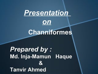 Channiformes
Prepared by :
Md. Inja-Mamun Haque
&
Tanvir Ahmed
Presentation
on
 