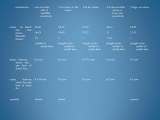 canniformes ones on either
side of
mandible
posteriorly
3 or 4 exist in the
vomer
4 in the vomer 4-5 ones or either
ramus or
lower jaw
posteriorly
3 large on vomer
scales on lateral
line first
passes
descends
passess
54-60 54-65 21-23 40-41 42-45
16-18 18-19 21-23 15 12-13
2-3 2 1 1 raw 1
middle of
caudal base
straight in the
middle of
caudal base
straight in the
middle of
caudal base
straight in the
middle of
caudal base
straight in the
middle of
caudal base
Scales between
lateral line
and base of
dorsal base
6.5 row 6.5 row 6.5-7.5 row 4.5 row 4.5 row
scales between
lateral line and
base of annal
fin
9.5-10 row 9.5 row 8.5 row 6.5 row 6.5 row
preanals absent absent present
 