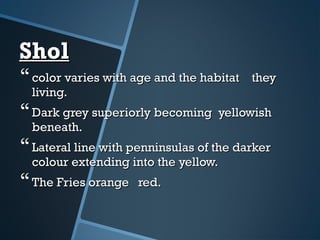 SholShol
color varies with age and the habitat theycolor varies with age and the habitat they
living.living.
Dark grey superiorly becoming yellowishDark grey superiorly becoming yellowish
beneath.beneath.
Lateral line with penninsulas of the darkerLateral line with penninsulas of the darker
colour extending into the yellow.colour extending into the yellow.
The Fries orange red.The Fries orange red.
 