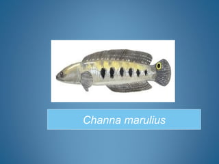 Channa marulius
 