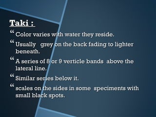 Taki :Taki :
Color varies with water they reside.Color varies with water they reside.
Usually grey on the back fading to lighterUsually grey on the back fading to lighter
beneath.beneath.
A series of 8 or 9 verticle bands above theA series of 8 or 9 verticle bands above the
lateral line.lateral line.
Similar series below it.Similar series below it.
scales on the sides in some speciments withscales on the sides in some speciments with
small black spots.small black spots.
 
