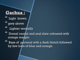 Gachua :Gachua :
 Light brownLight brown
grey abovegrey above
 Lighter ventrallyLighter ventrally
 Dorsal caudal and anal slate coloured withDorsal caudal and anal slate coloured with
orange margin.orange margin.
 Base of pectoral with a dark blotch followedBase of pectoral with a dark blotch followed
by few bars of blue and orange.by few bars of blue and orange.
 