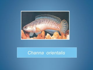 Channa orientalis
 