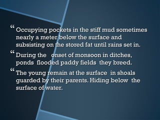Occupying pockets in the stiff mud sometimesOccupying pockets in the stiff mud sometimes
nearly a meter below the surface andnearly a meter below the surface and
subsisting on the stored fat until rains set in.subsisting on the stored fat until rains set in.
During the onset of monsoon in ditches,During the onset of monsoon in ditches,
ponds flooded paddy fields they breed.ponds flooded paddy fields they breed.
The young remain at the surface in shoalsThe young remain at the surface in shoals
guarded by their parents. Hiding below theguarded by their parents. Hiding below the
surface of water.surface of water.
 