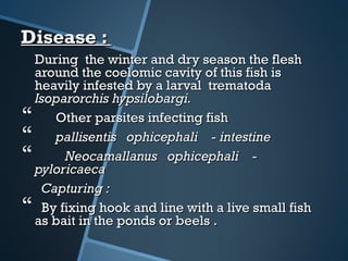 Disease :Disease :
During the winter and dry season the fleshDuring the winter and dry season the flesh
around the coelomic cavity of this fish isaround the coelomic cavity of this fish is
heavily infested by a larval trematodaheavily infested by a larval trematoda
Isoparorchis hypsilobargi.Isoparorchis hypsilobargi.
 Other parsites infecting fishOther parsites infecting fish
 pallisentis ophicephali - intestinepallisentis ophicephali - intestine
 Neocamallanus ophicephali -Neocamallanus ophicephali -
pyloricaecapyloricaeca
Capturing :Capturing :
 By fixing hook and line with a live small fishBy fixing hook and line with a live small fish
as bait in the ponds or beels .as bait in the ponds or beels .
 