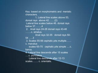 Key: based on morphometric and meristic
characters.
1. Lateral line scales above 53,
dorsal rays above 42…… (2)
Lateral line scales below 46. dorsal rays
below 37……..4
2. Anal rays 24-26 dorsal rays 43-46
…….c. striatus.
Anal rays 32-35 dorsal rays 50-
54 …..3
3. Scales 55-56 cephalic pits multiple……
c. marulius
scales 65-70 cephalic pits simple ….c.
barca.
4. Lateral line descends after 15 scales
….c. punctatus
Lateral line descends after 12-13
scales……. c. orientalis.
 