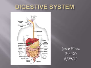 Digestive System Jesse Hintz Bio 120 6/29/10 