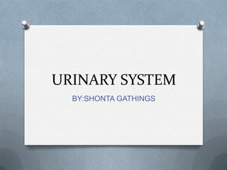 URINARY SYSTEM BY:SHONTA GATHINGS 